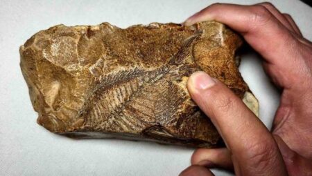 Adıyaman’da 15 milyon yıllık balık fosili bulundu