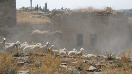 Aşıklı Höyük’te Koyunlar Sanılanın Aksine Genetik Olarak Çeşitliydi
