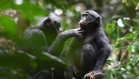 Bonobolar, Sanıldığı gibi Barışçıl Primatlar Değilmiş