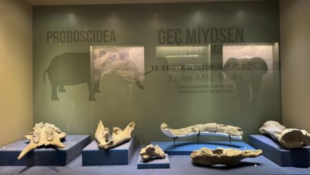 Çankırı’da Asırlık Konakta Sergilenen Fosiller Binlerce Ziyaretçi Ağırladı