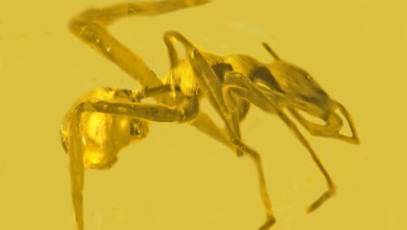 Reçine İçinde Karıncaları Taklit Eden Örümcek Fosili Bulundu