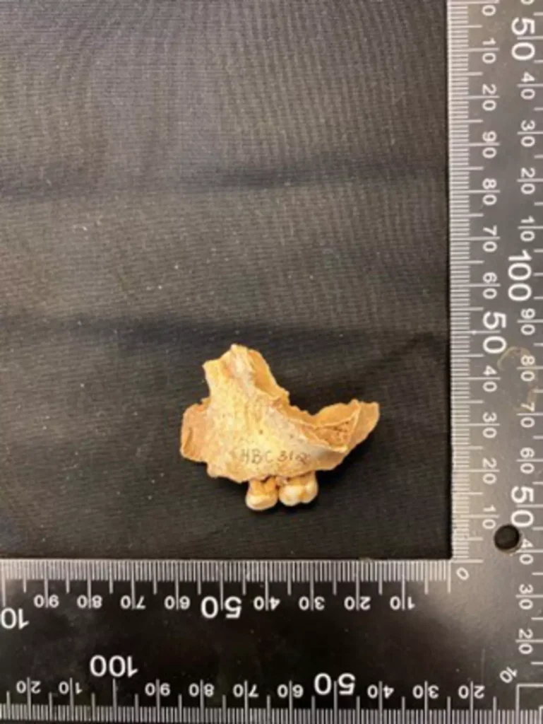 11 Bin Yıllık &ldquo;Ossick Lass&rdquo; DNA Analiziyle Tanımlandı: Kuzey Britanya’nın En Eski Kızı