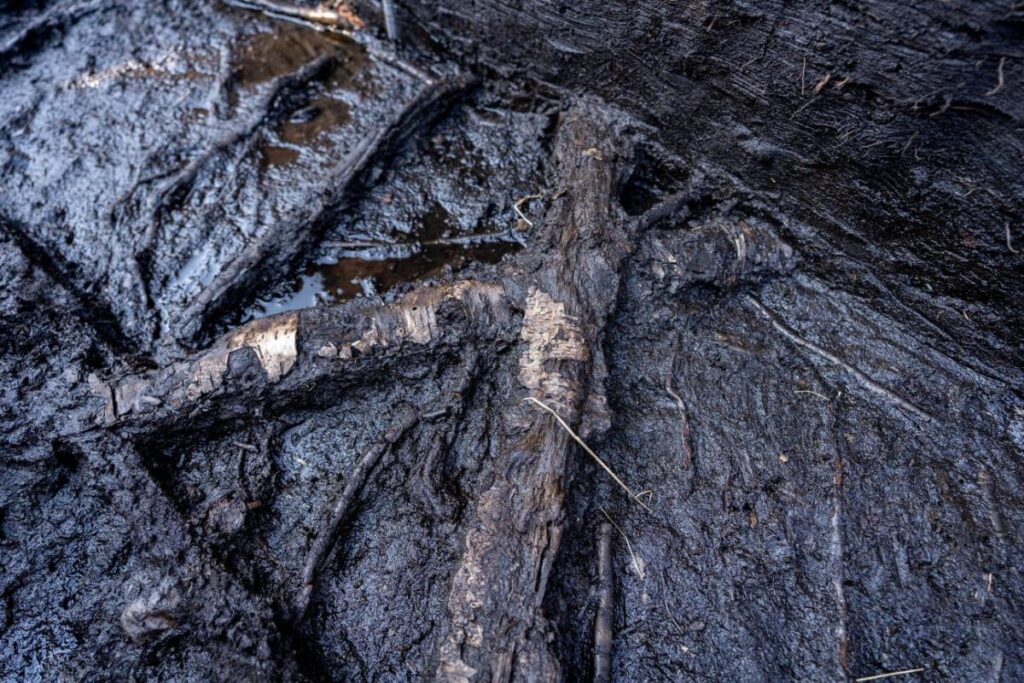 İngiltere'de 6.000 Yıllık Ahşap Yol Keşfedildi: Neolitik İnsanlar Bataklıkları Böyle Aşıyordu