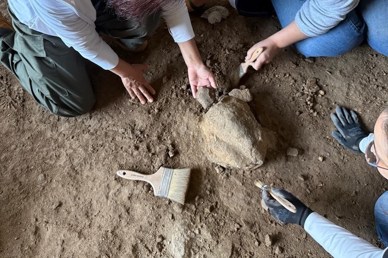 Bilecik’teki Mağarada 16.000 Yıllık Kaplumbağa Figürleri Bulundu
