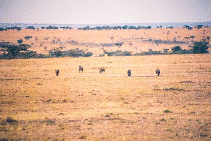 DNA’nın Afrika’da 50.000 Yıla Kadar Korunabildiği Kanıtlandı