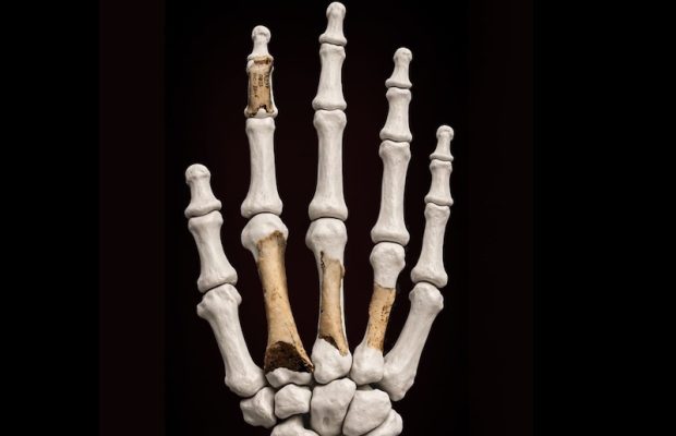 İspanya’da 46.000 Yıllık Neandertal Elinden DNA Elde Edildi