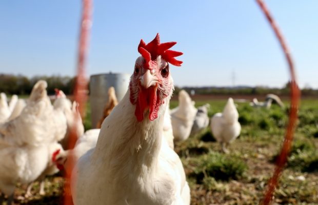 Çiftlik Hayvanları Neden İnsanlara Karşı Evrimleşmiyor?