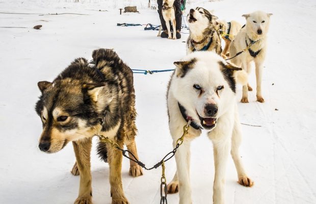 Eski Kızak Köpeklerini Bacaklarından Ayırt Etmek Mümkün