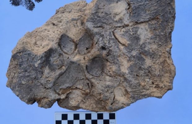 Kütahya’daki Tavşanlı Höyük’te 4.000 Yıllık Pati İzleri Bulundu